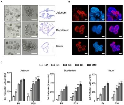 Long-Term Expansion of Porcine Intestinal Organoids Serves as an in vitro Model for Swine Enteric Coronavirus Infection